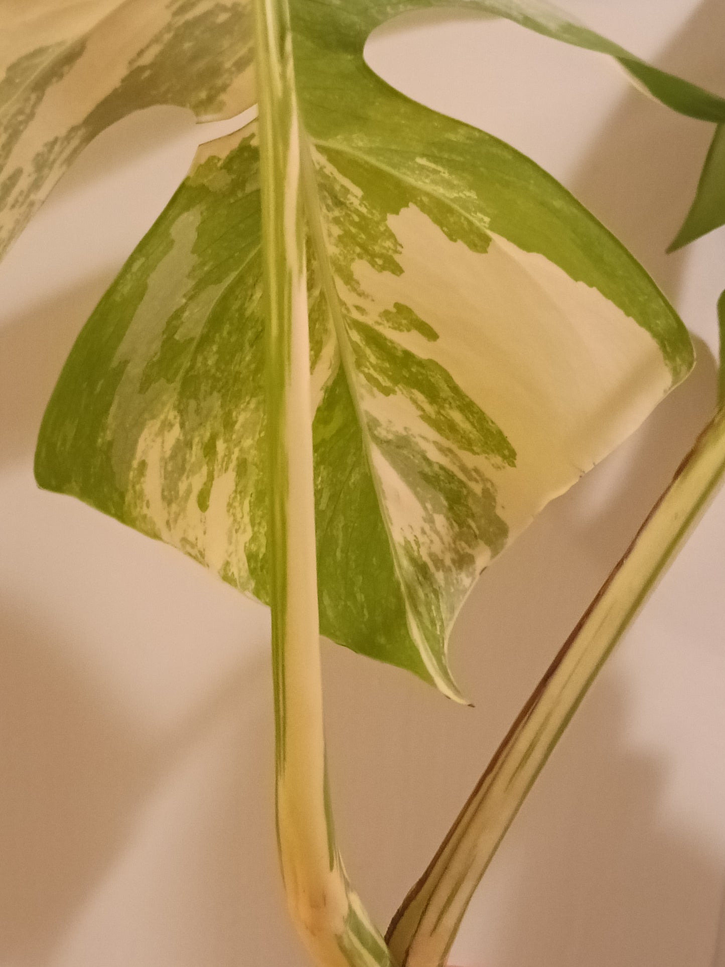 Beautiful Monstera Albo Two leaf Top Cut RESERVED Ashley Thompson