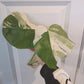 Monstera Albo Top Cut Auction Choo Choo Marie