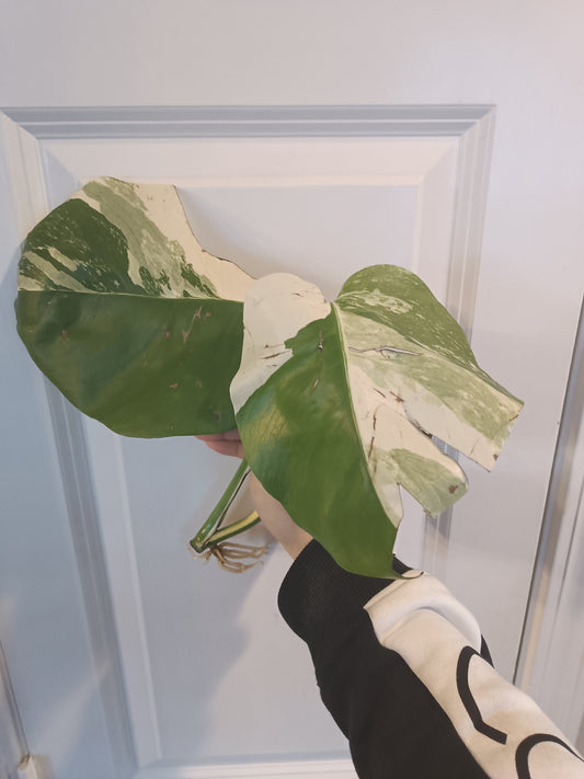 Monstera Albo Top Cut Auction Choo Choo Marie