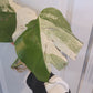 Monstera Albo Top Cut Auction Choo Choo Marie