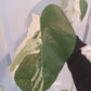 Monstera Albo Top Cut Auction Choo Choo Marie