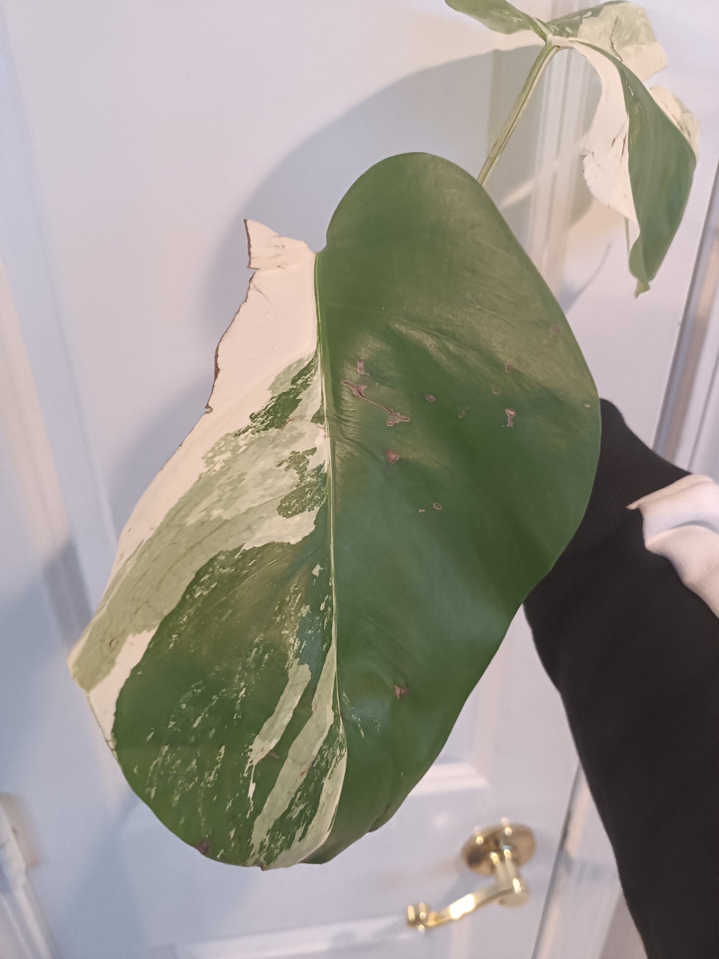 Monstera Albo Top Cut Auction Choo Choo Marie