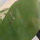 Monstera Albo Top Cut Auction Choo Choo Marie