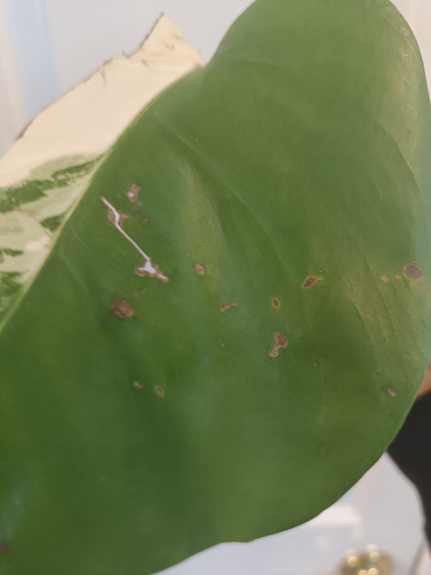 Monstera Albo Top Cut Auction Choo Choo Marie