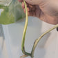 Monstera Albo Top Cut Auction Choo Choo Marie