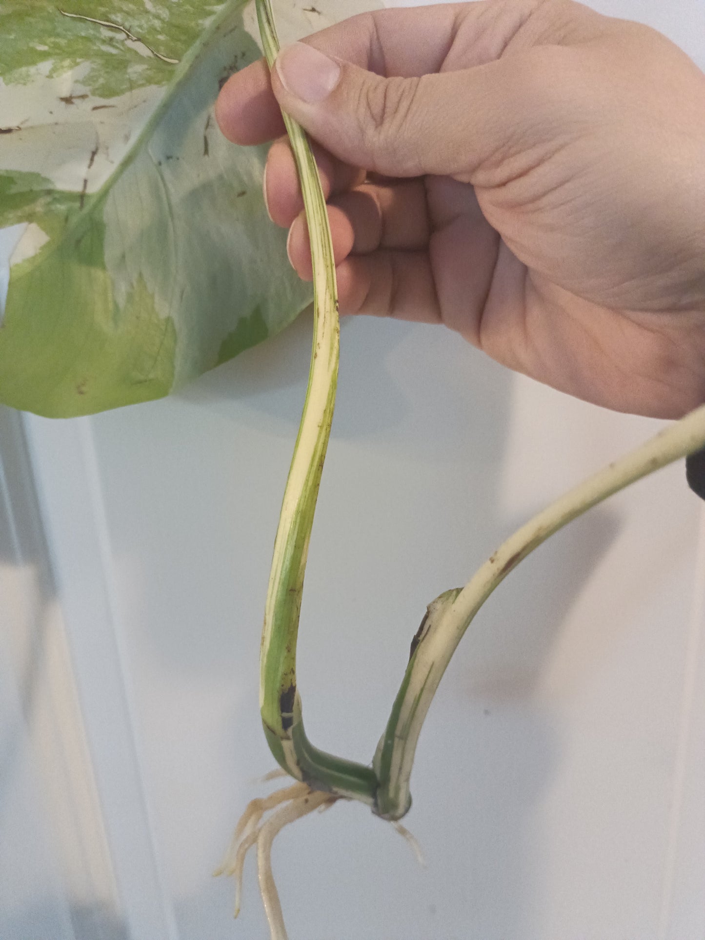 Monstera Albo Top Cut Auction Choo Choo Marie
