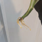 Monstera Albo Top Cut Auction Choo Choo Marie