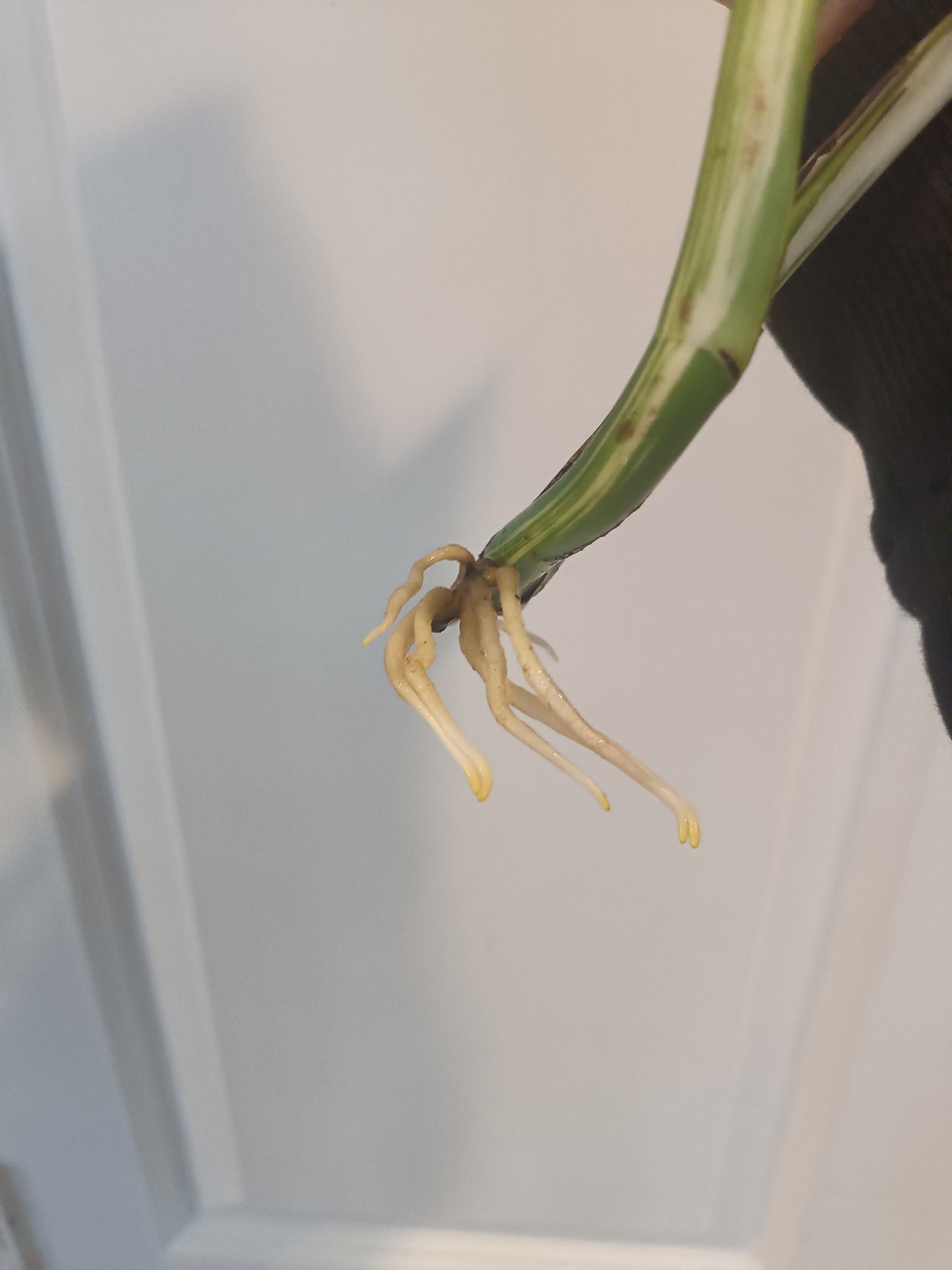 Monstera Albo Top Cut Auction Choo Choo Marie