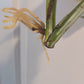 Monstera Albo Top Cut Auction Choo Choo Marie