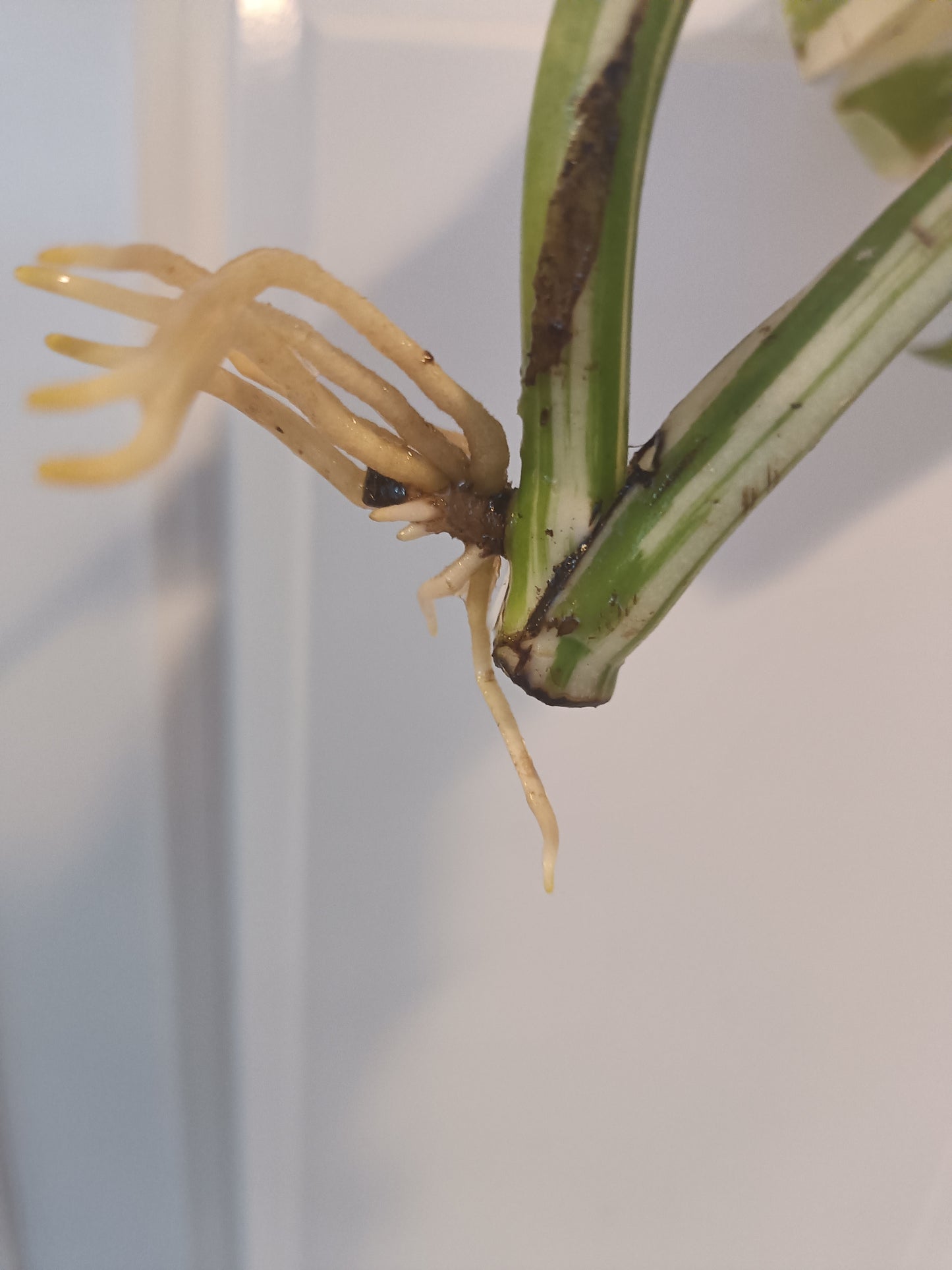 Monstera Albo Top Cut Auction Choo Choo Marie