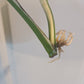 Monstera Albo Top Cut Auction Choo Choo Marie