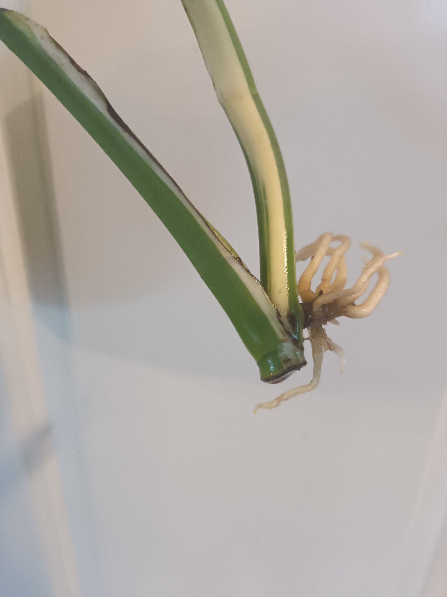 Monstera Albo Top Cut Auction Choo Choo Marie