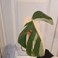 Monstera Albo Mid Cut Auction Ashley Renee Glascock