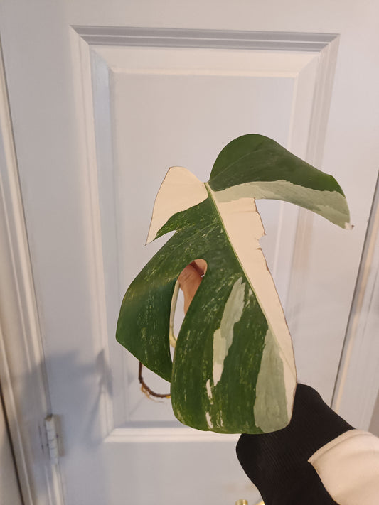 Monstera Albo Mid Cut Auction Ashley Renee Glascock
