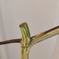 Monstera Albo Mid Cut Auction Ashley Renee Glascock