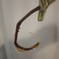 Monstera Albo Mid Cut Auction Ashley Renee Glascock