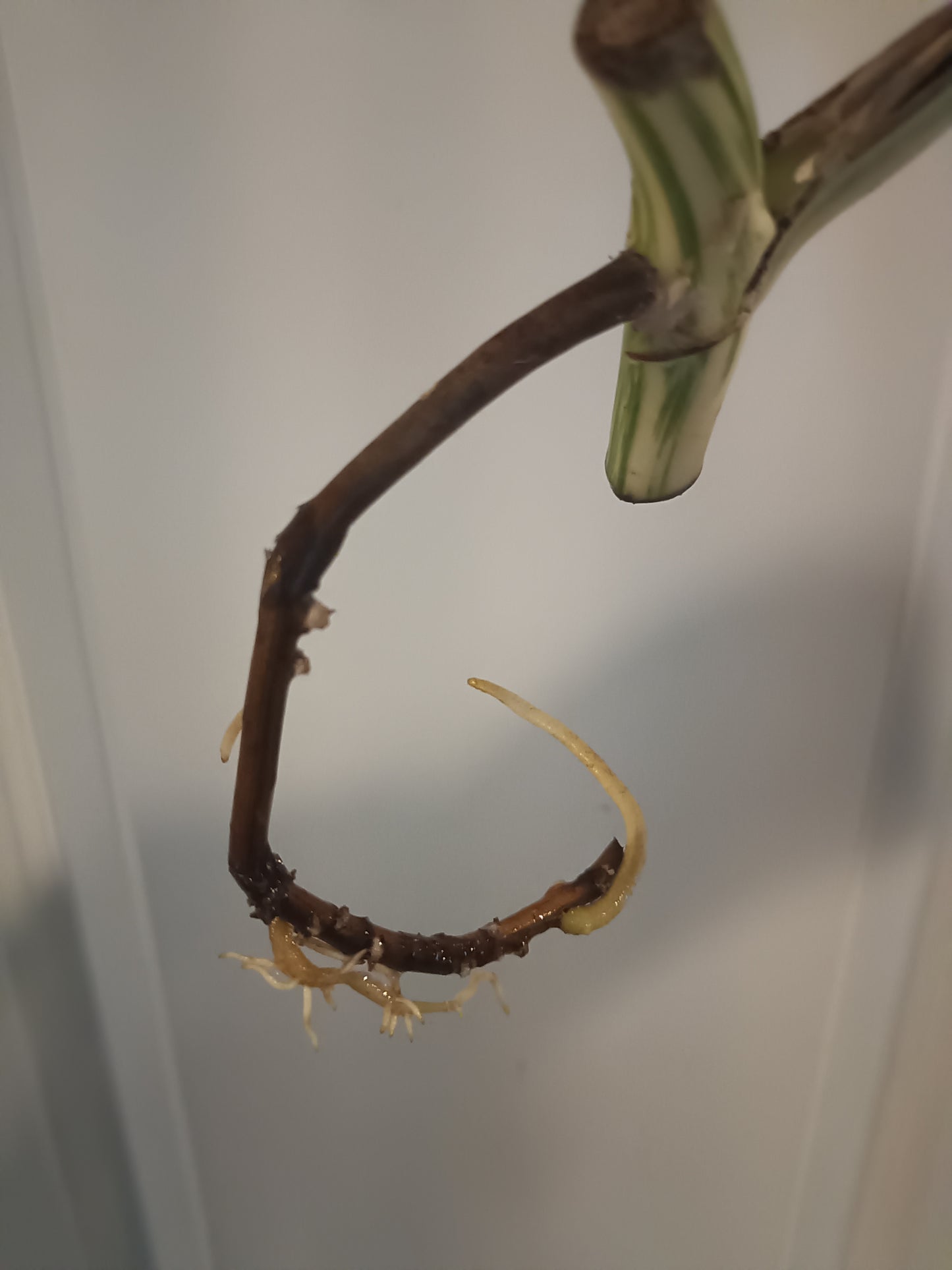 Monstera Albo Mid Cut Auction Ashley Renee Glascock
