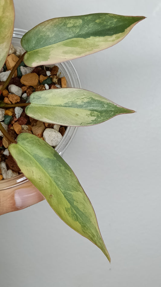 Philodendron Atabapoense Variegated #1