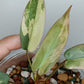 Philodendron Atabapoense Variegated #1