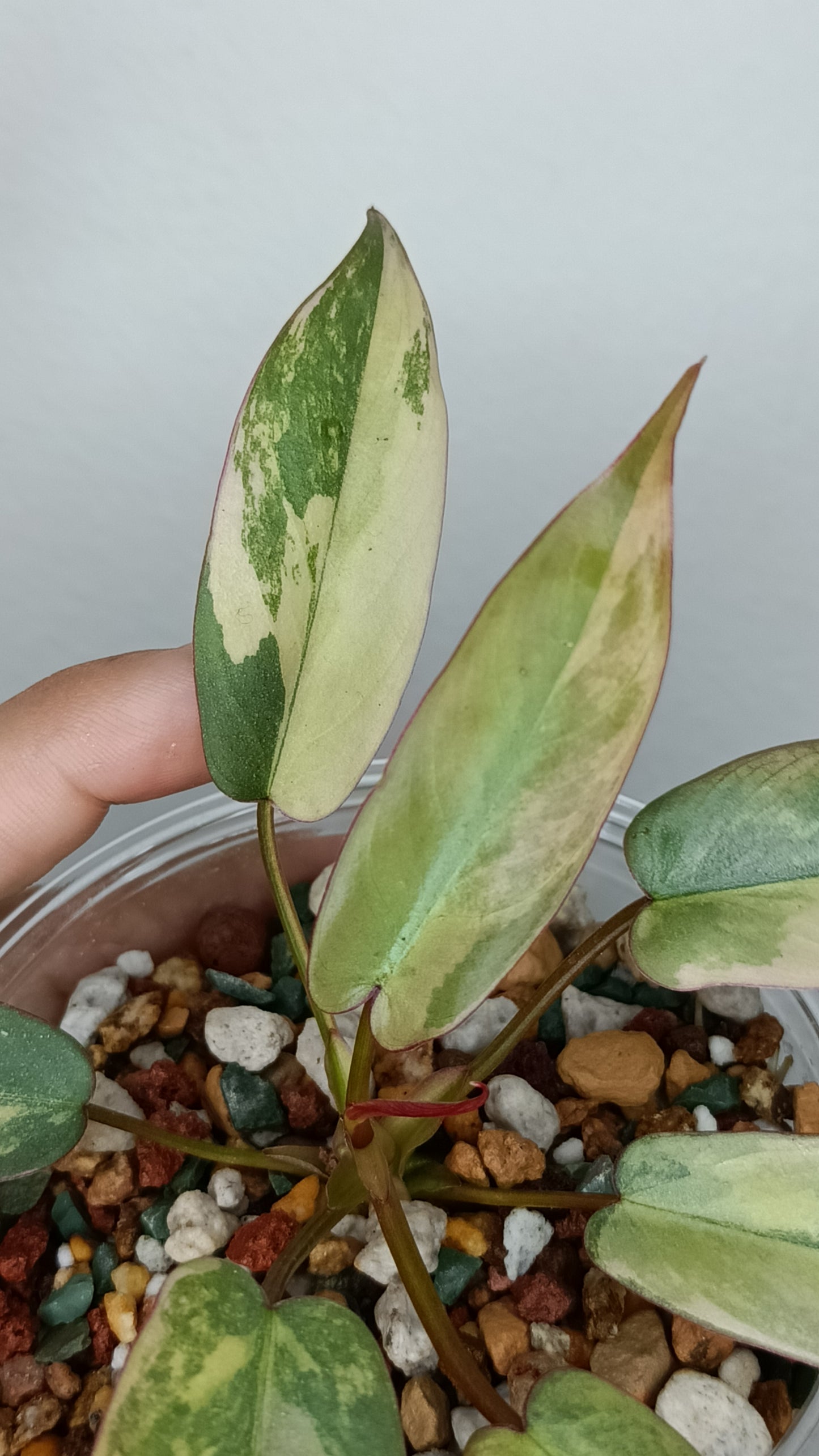 Philodendron Atabapoense Variegated #1