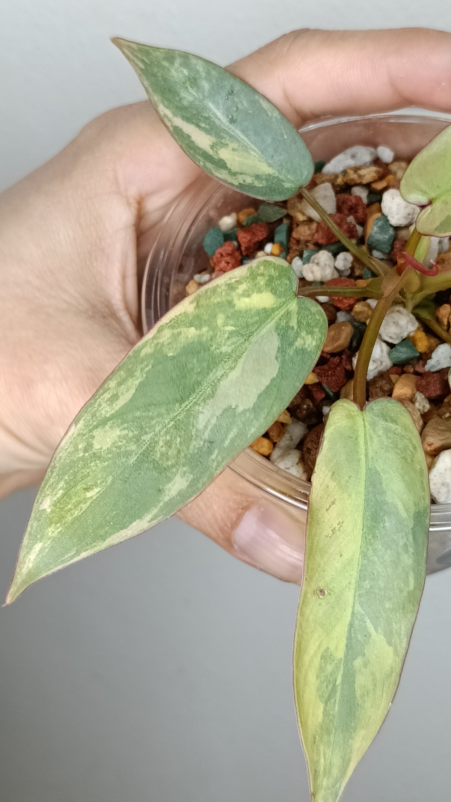 Philodendron Atabapoense Variegated #1