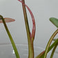 Philodendron Atabapoense Variegated #2