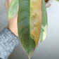 Philodendron Atabapoense Variegated #3