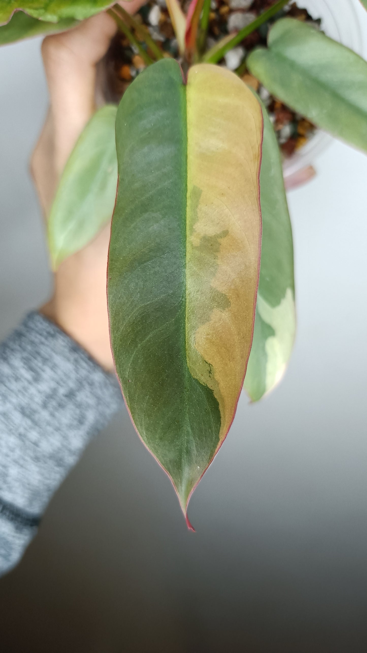 Philodendron Atabapoense Variegated #3