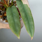 Philodendron Atabapoense Variegated #3