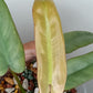 Philodendron Atabapoense Variegated #3