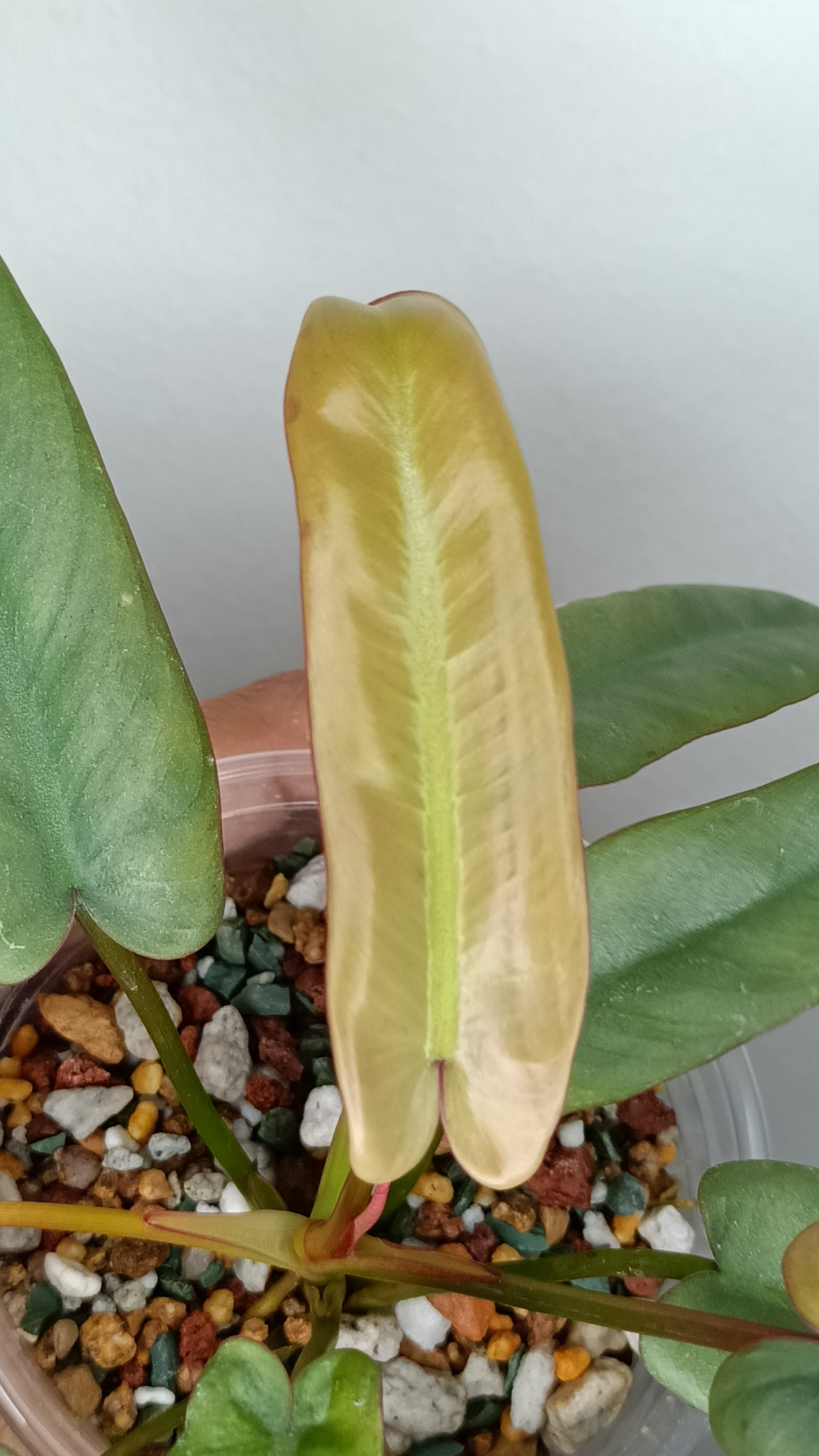 Philodendron Atabapoense Variegated #3