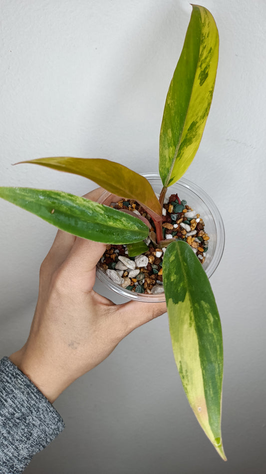 Philodendron Caramel Marble #1