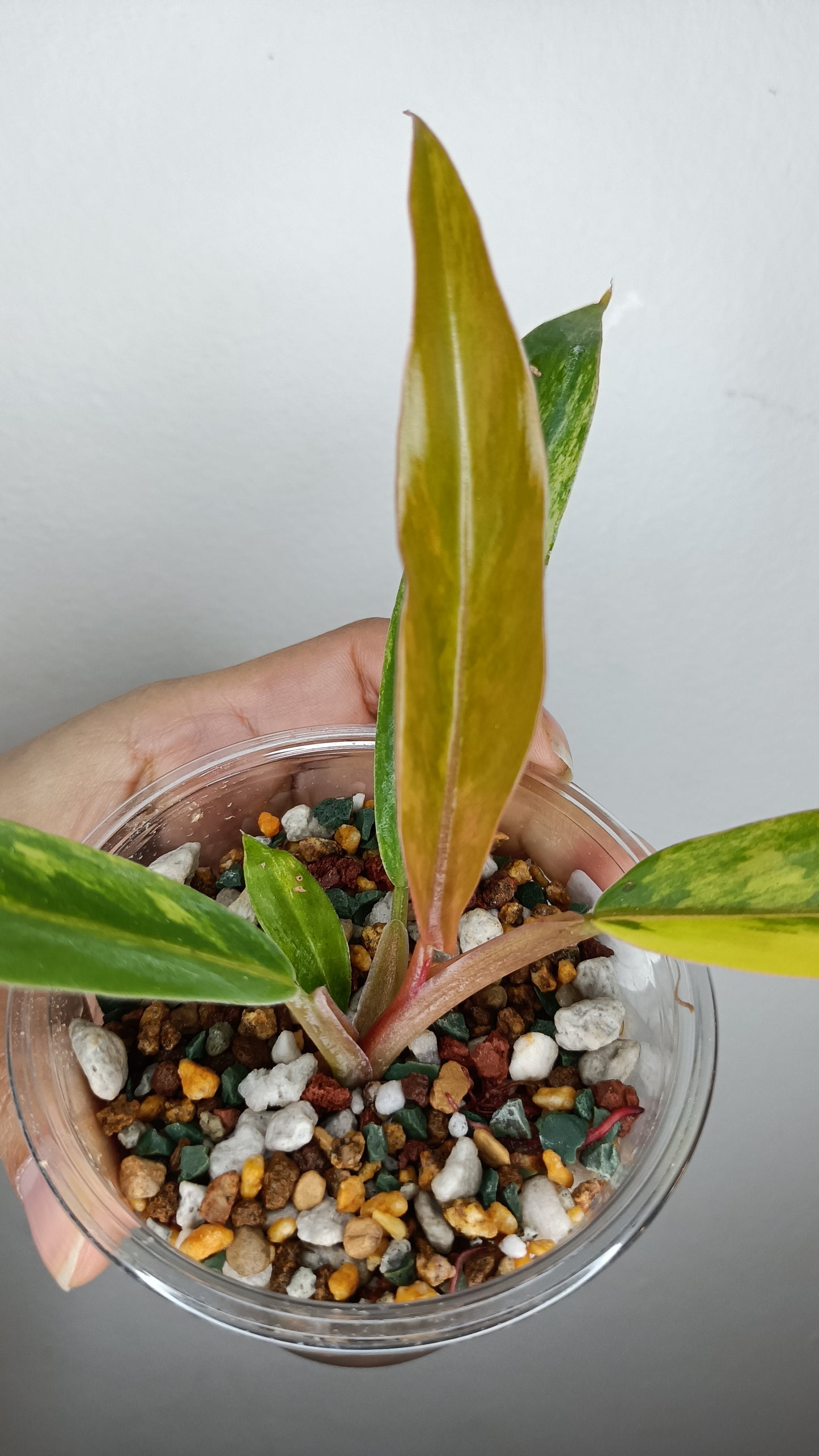 Philodendron Caramel Marble #1