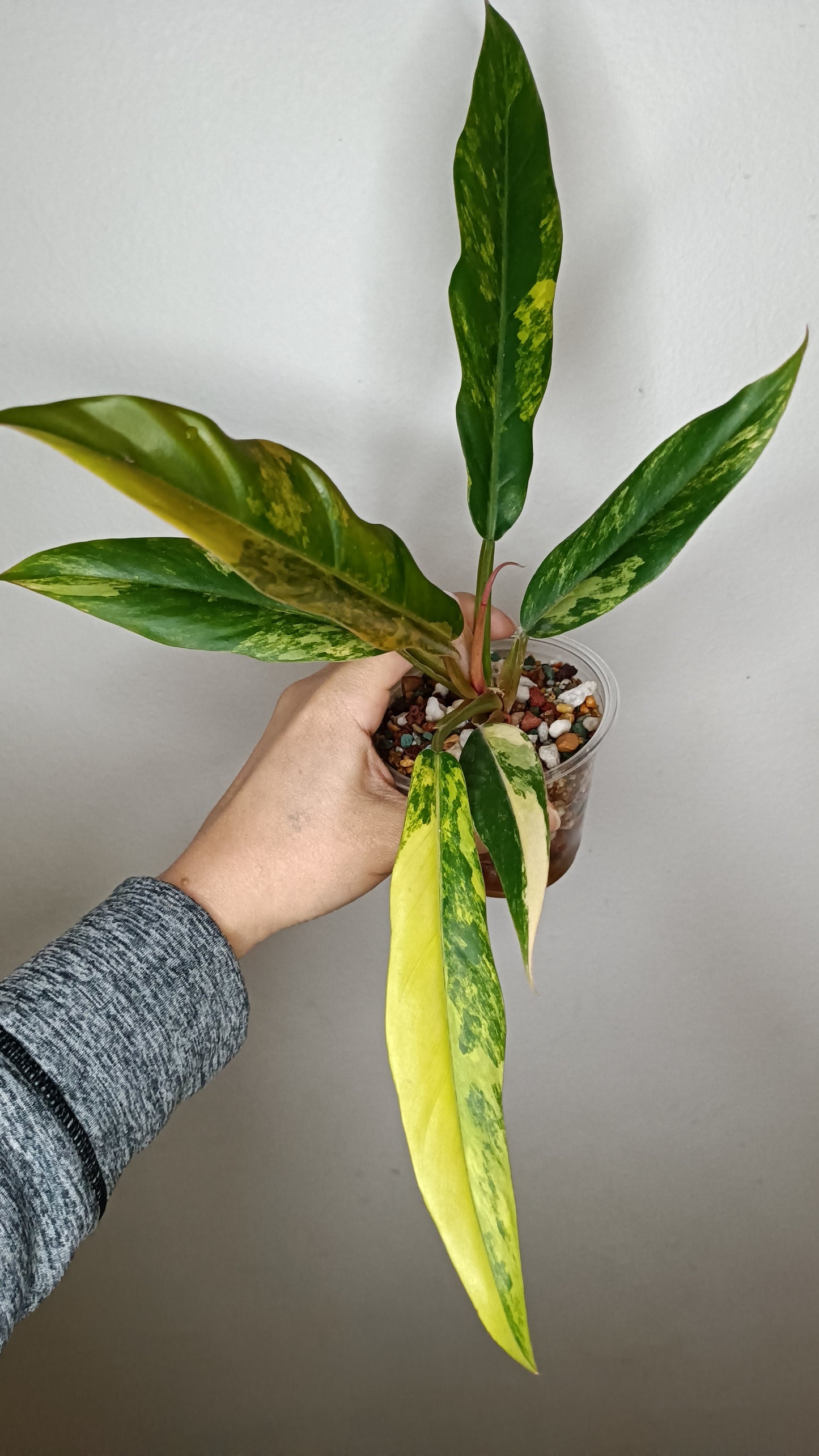 Philodendron Caramel Marble #5