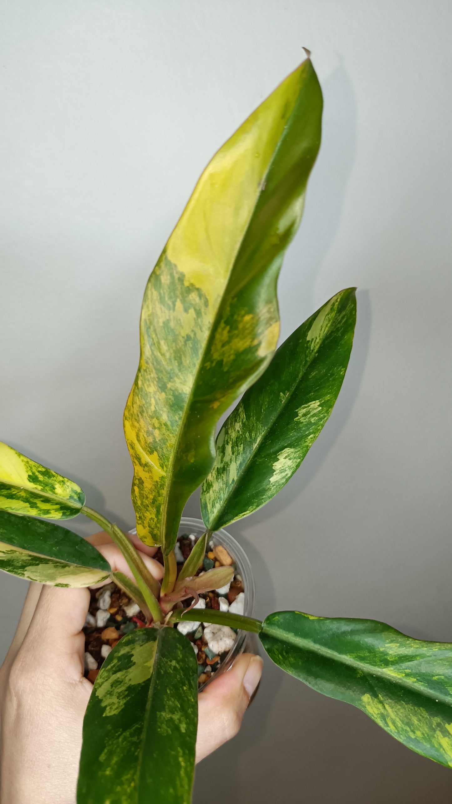 Philodendron Caramel Marble #5