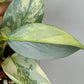 Philodendron Silver Sword Variegated #2