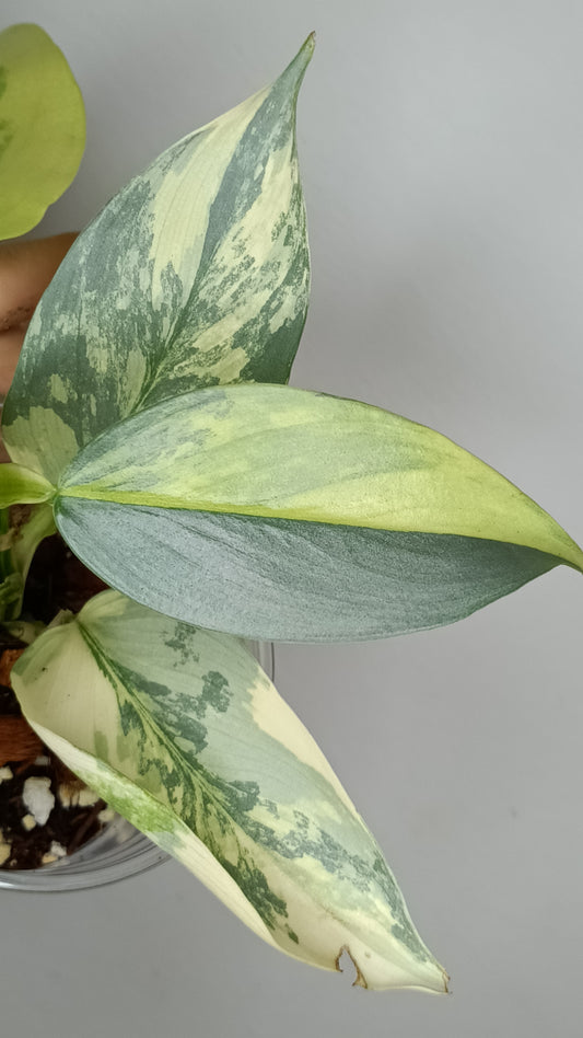 Philodendron Silver Sword Variegated #2