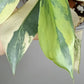 Philodendron Silver Sword Variegated #2