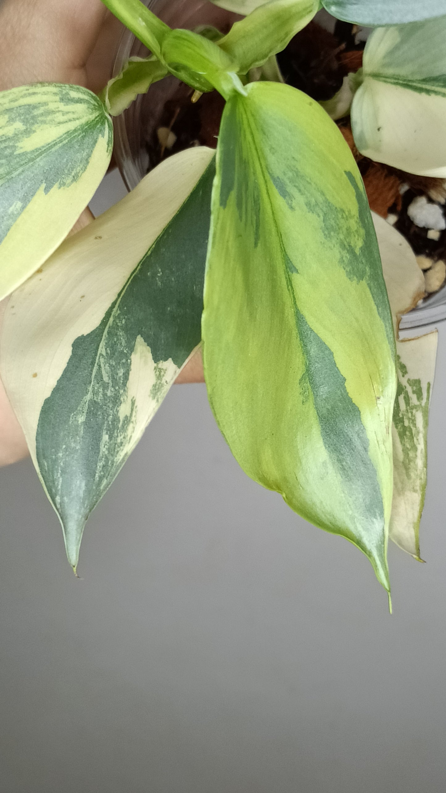 Philodendron Silver Sword Variegated #2