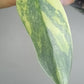 Philodendron Silver Sword Variegated #2