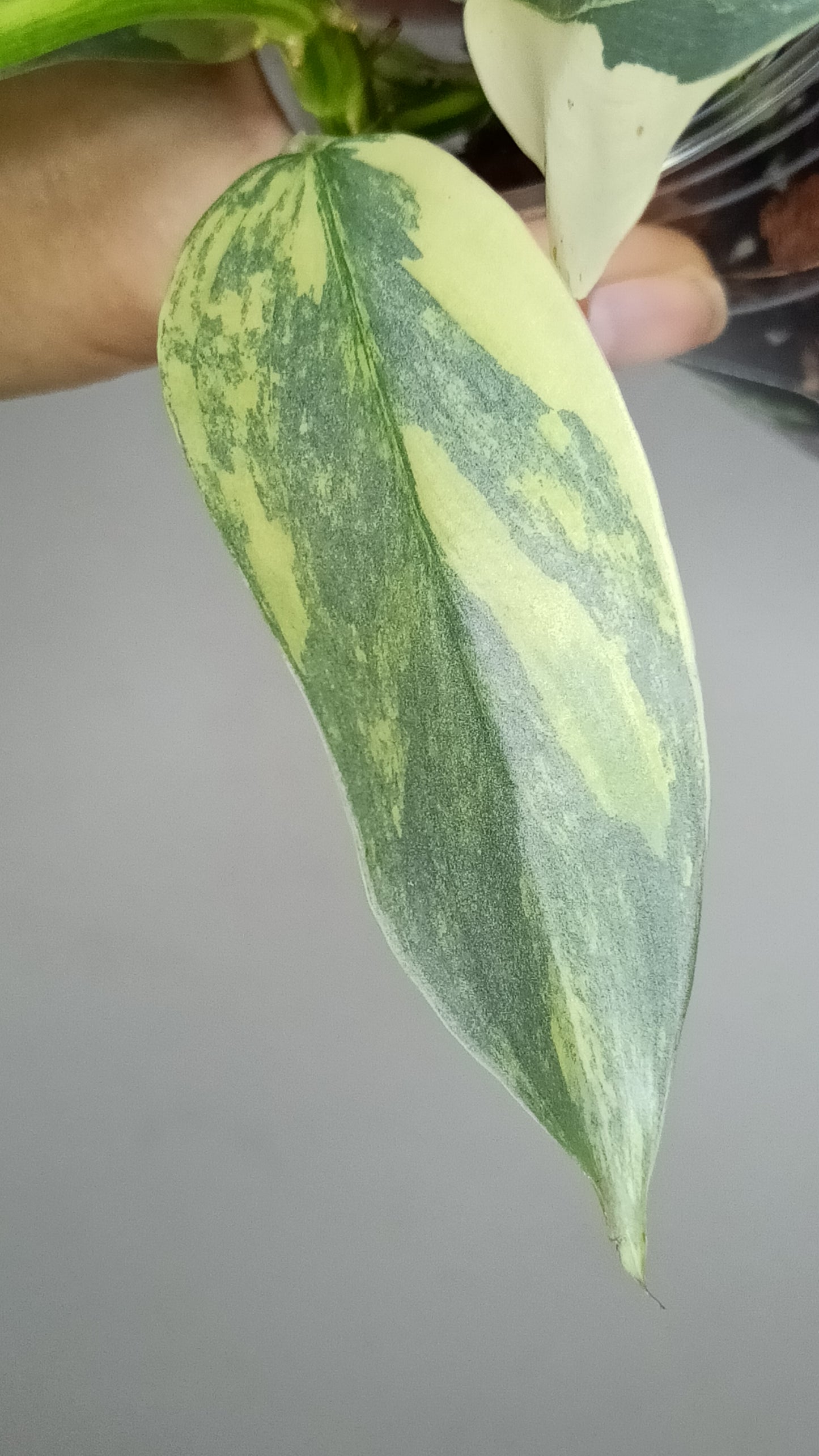 Philodendron Silver Sword Variegated #2