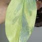 Philodendron Silver Sword Variegated #2