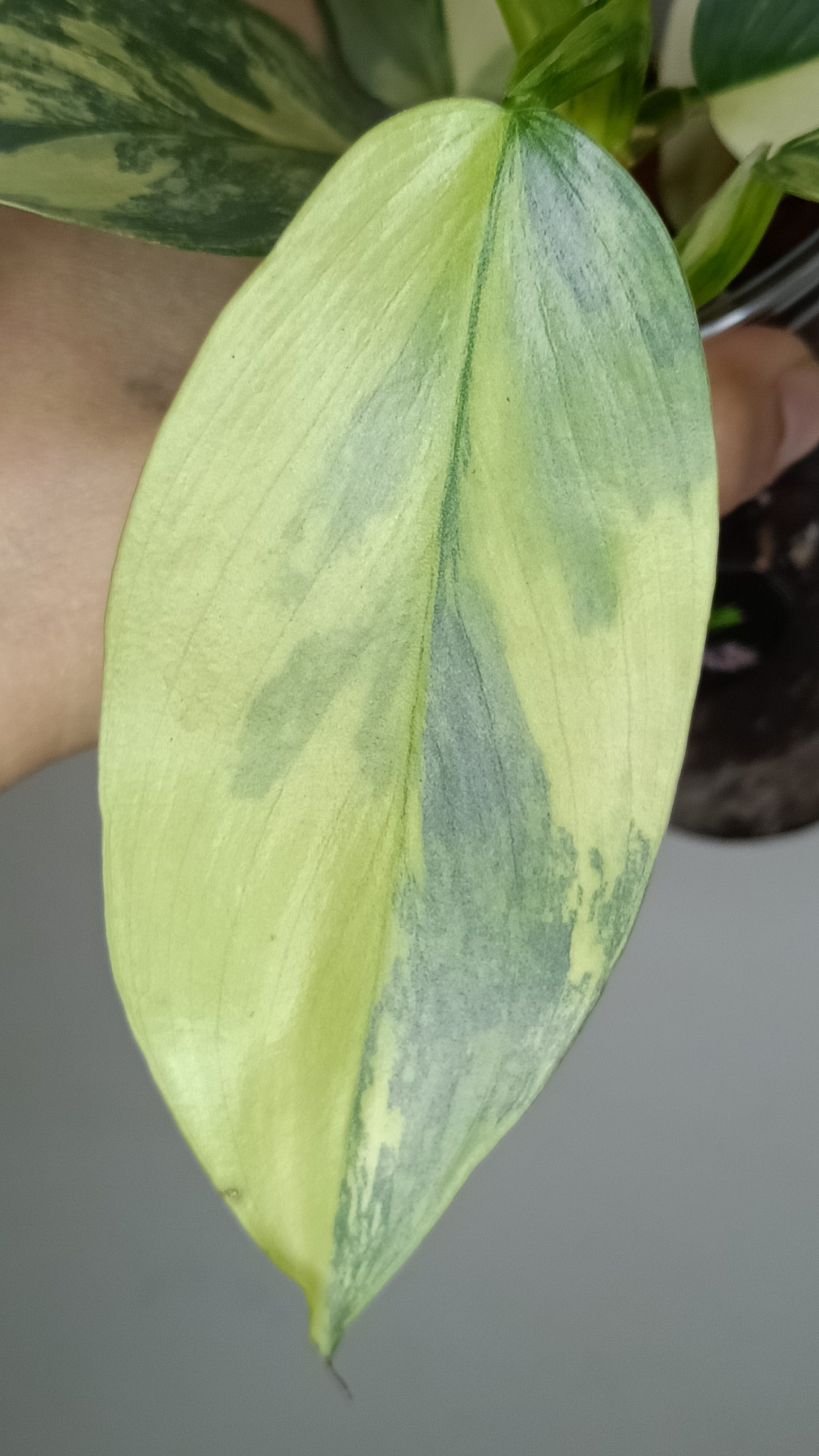 Philodendron Silver Sword Variegated #2