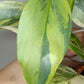 Philodendron Silver Sword Variegated #2