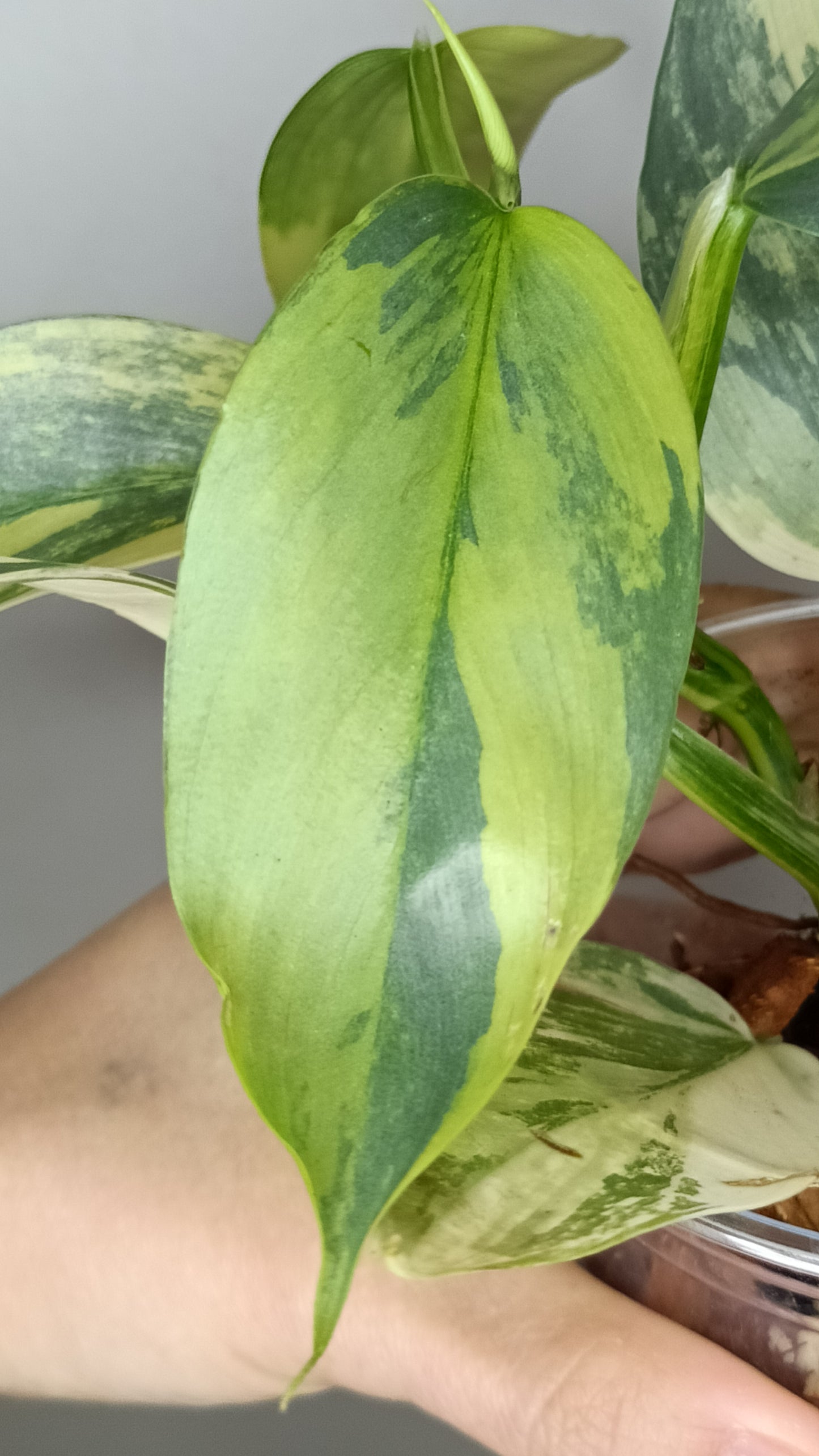 Philodendron Silver Sword Variegated #2