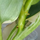 Philodendron Silver Sword Variegated #2