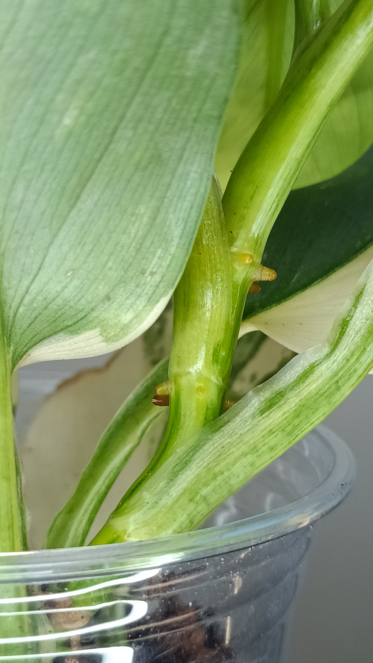 Philodendron Silver Sword Variegated #2