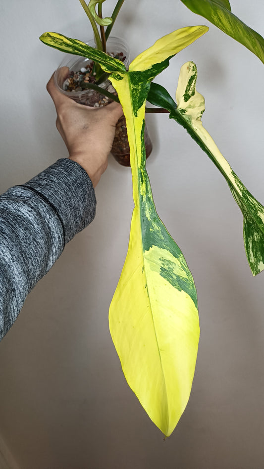 Philodendron Joepii Variegated