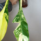 Philodendron Joepii Variegated