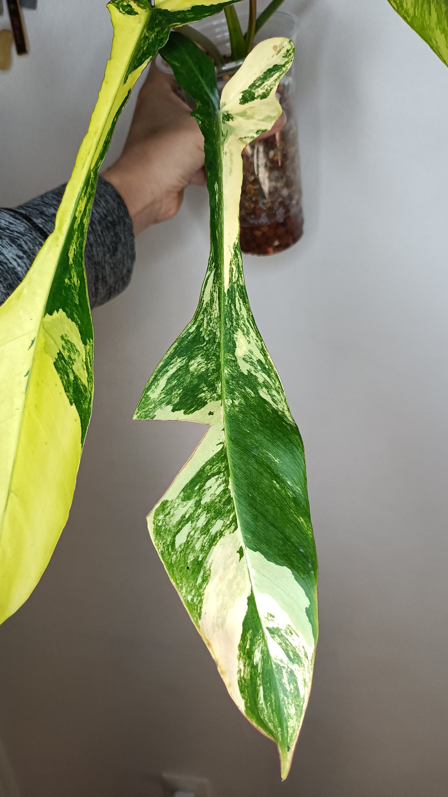 Philodendron Joepii Variegated